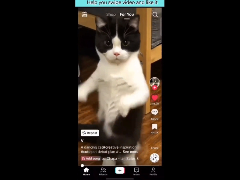 在TikTok中滑动一段关于宠物猫的视频，然后点击“点赞”观看该视频。